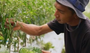 Harga Sayur Lebih Stabil Setelah Ada MBG, Petani Boyolali Harap Program Terus Berlanjut